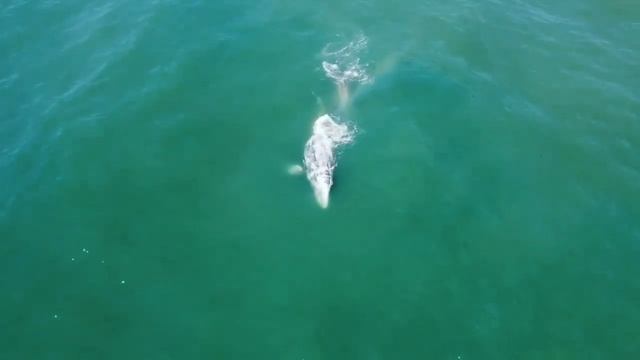 Минутка медитации - Любовь и Океан - киты тихого океана июнь 2022 смотреть онлайн