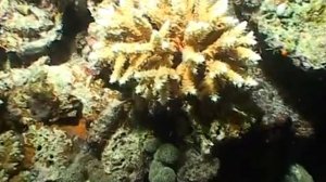 Дмитрий TV.  Видео "Подводный мир Индийского океана".  2 Часть.