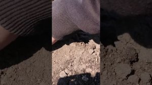 Посев кормовой свеклы 08.04.19