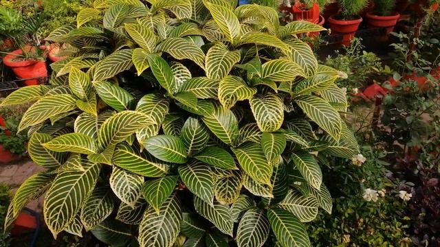 Sanchezia Ornamental Shade Loving Plant