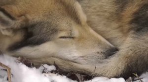 Охота на медведя и лося с лайками в тайге Южного Урала