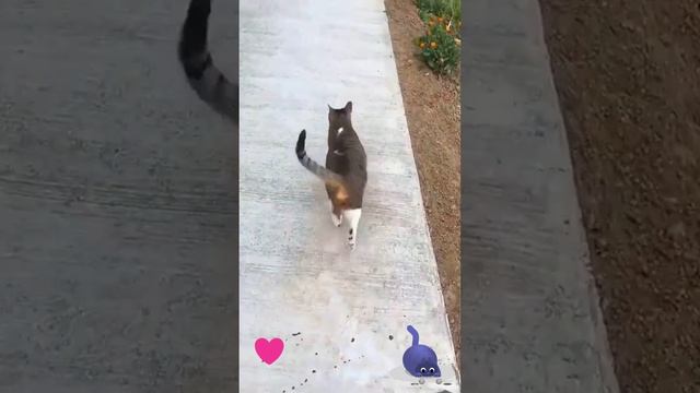 Красиво кошечка идет