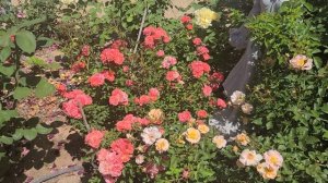 Drift Rose versus Flower Carpet Rose; A Groundcover Rose Comparison