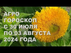 Агрогороскоп с 30 июля по 03 августа 2024 гoда Agrohoroscope from July 30 to August 03, 2024