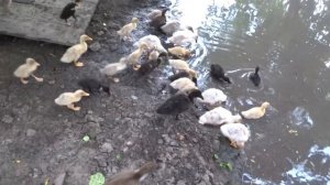 Индийский бегунок выпустили из клеток 3 возраста