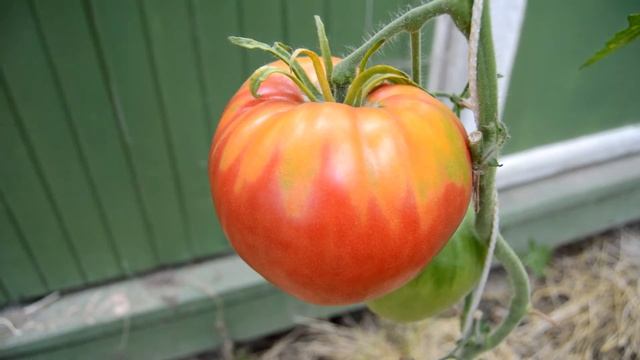 Сорт -"РОЗОВЫЙ ФЛАМИНГО". Томаты от Фёдора. смотреть онлайн