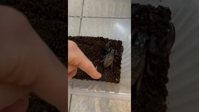 Скорпионята сидят на спине мамы) у меня родил скорпион!