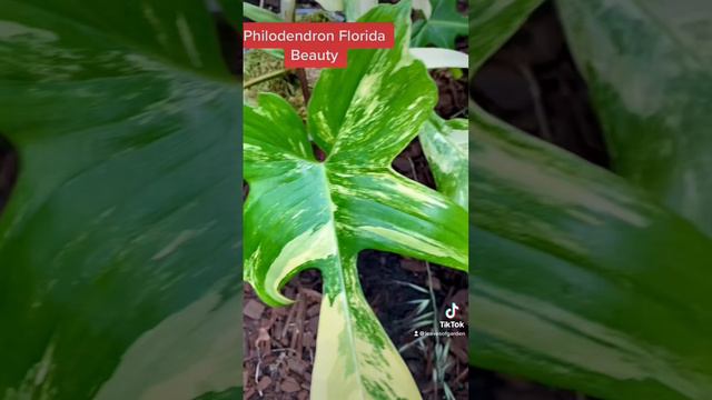 Philodendron Florida Beauty #gardening #indoorplants #rareplants #variegatedplants #philodendron