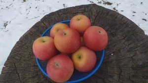 Неожиданная Новинка в нашем саду :) Яблоня зимняя сорт Джунами (apple Junami). Дегустация.