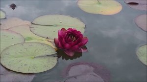 Нимфея Siam Garnet (Гранат Сиама) кувшинка, waterlily, водные растения, пруд