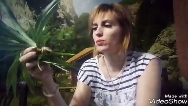 Рассаживаем ананас после плодоношения смотреть онлайн