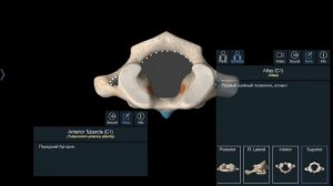 Позвоночный столб. Анатомия.