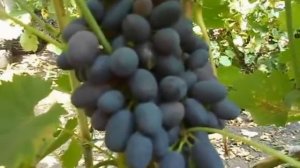 Сорт винограда Декабрьский.