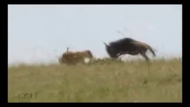 Буйвол атакует льва смотреть онлайн