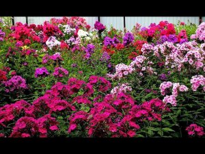 Флоксы Фарфоровый, Самоцветы, Оружейник