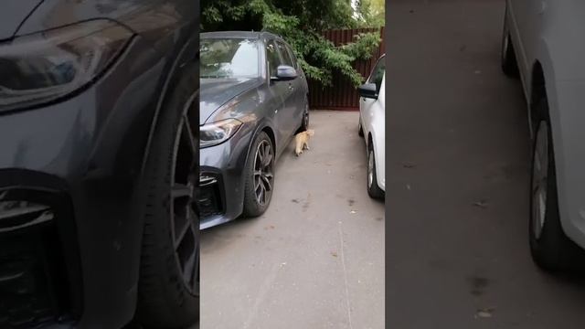 Саймон ))