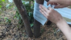 Я избавился от муравьёв и тли с 1-ого раза. Ловчий пояс, который мне в этом помог