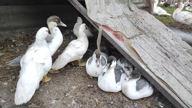 ТЯЖЁЛАЯ ЛИНИЯ МУСКУСНЫХ УТОК, НЕМЕЦКОЙ СЕЛЕКЦИИ. УТКИ НАЧАЛИ НЕСТИ ЯЙЦА. ЯЙЦЕНОСКОСТЬ УТОК. смотреть онлайн