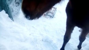 Лошадь, просящая зерно...