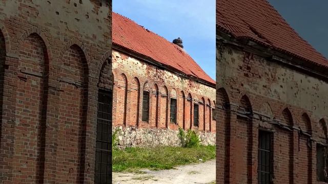 Исторический памятник — Кирха Куменена (Кумачево). Калининградская область #shorts