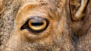 Почему у хищников и травоядных зрачки разные|Why do predators and herbivores have different pupils