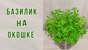 Как вырастить компактный БАЗИЛИК на окошке. Семена "Гавриш" отзыв.
