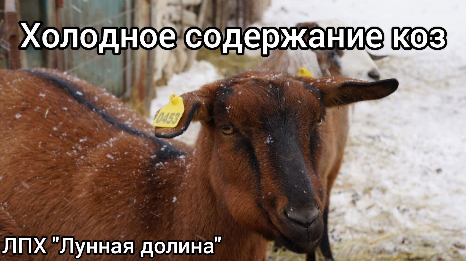 Холодное содержание коз