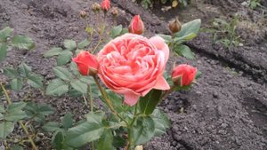 Роза Саммер Сонг