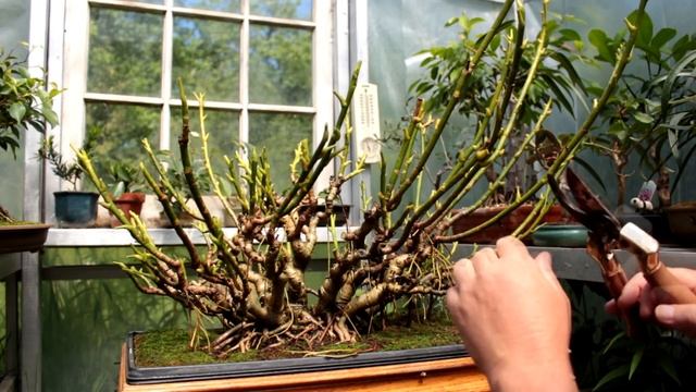 Schefflera Clump Style Bonsai, June 2016 смотреть онлайн