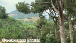 Чем отличается лес от чащи, а чаща от рощи? Что такое тайга?