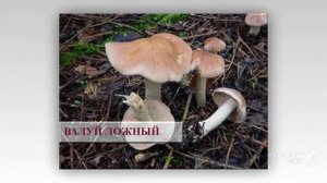 Несъедобные грибы фото и название. Ядовитые грибы