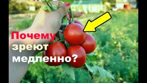 Две главных причины медленного созревания помидор! Почему не зреют помидоры?