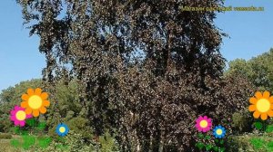 Береза гибридная Кримсон Фрост. Краткий обзор, описание характеристик betula Crimson Frost