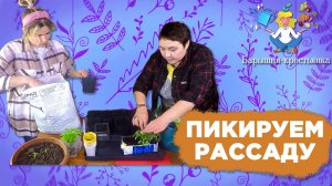 Как правильно пикировать рассаду и зачем это нужно