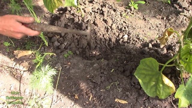 ПОЛИВ//КАК ПОЛИВАТЬ ОГУРЦЫ В ТЕПЛИЦЕ//МОЯ ЛЮБИМАЯ УСАДЬБА смотреть онлайн