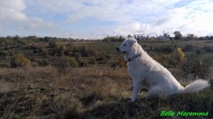 Осенняя прогулка с Белль Маремма.Autumn walk with Belle Maremma