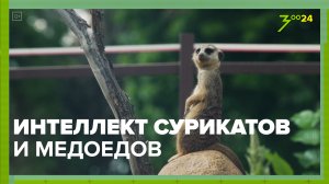 Куньи и виверровые| Московский зоопарк | ЗОО 24