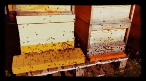 Пчелы зимой в Германии