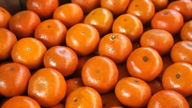 Всё о мандаринах