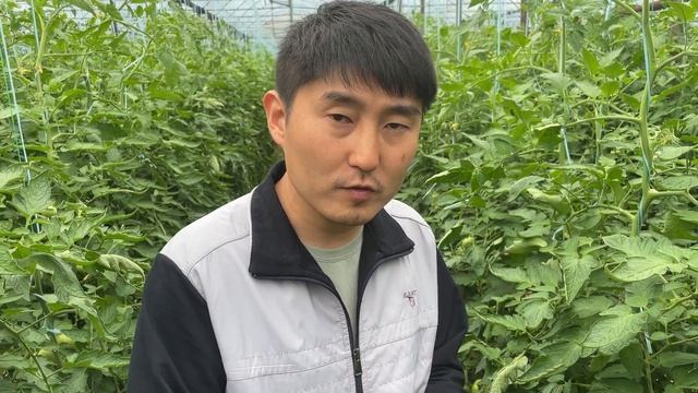 Как защитить растение томата от БЕЛОКРЫЛКИ ! #агробизнес #полеводтв #теплица #рассада смотреть онлайн