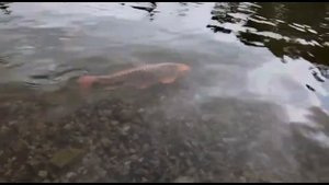 Golden carp / Алтын сазан / Золотой сазан