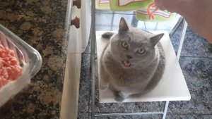 Что ест британский кот...если очень хочется, то можно?