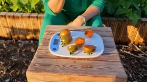 Очень интересный и урожайный томат "Злая Оливка" ? "Evil Olive ?" tomato ?