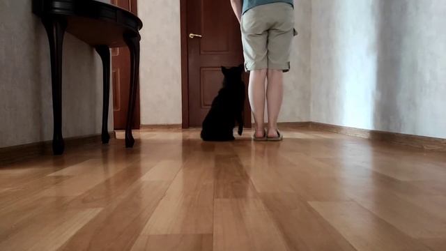 ОКД для шипперке: почти что «рядом!»