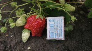 Клубника ПЕРВОКЛАССНИЦА (школьница). 2-й год