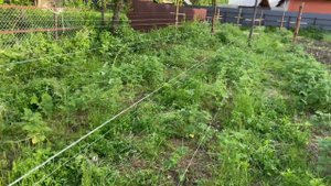 Приспособление для подвязки малины в саду