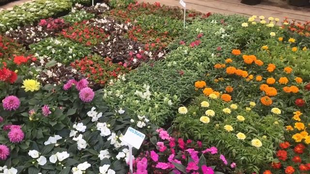 Красивые цветы/ петунии/ гортензии/ рододендрон смотреть онлайн