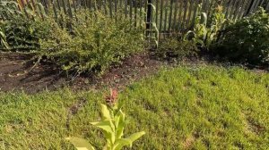 ?Купили дачу 34 серия/ ✅Не приезжали неделю??♀️/✅Собираю урожай.