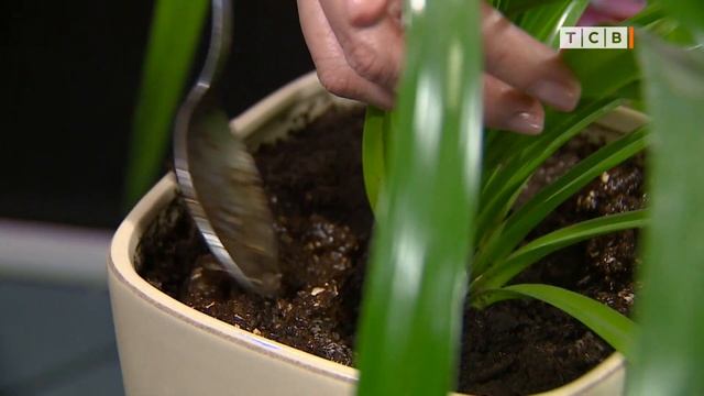 Лайфхаки для комнатных растений. Мелочи жизни смотреть онлайн