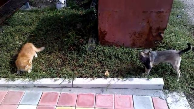 Прикол кот нападает на собаку смотреть онлайн